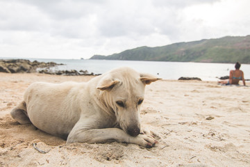 Lombok Hund