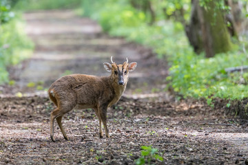 Muntjac Deer Watching