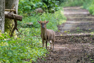 Muntjac Deer Watching