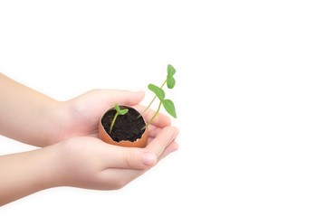 Child hands holding a sprout in egg with soil isolated on white background. Growing sprout is a beginning of new life. Small children hands holds a blossoming cucumber seedling. Seed germination.