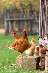 Couple of chicken