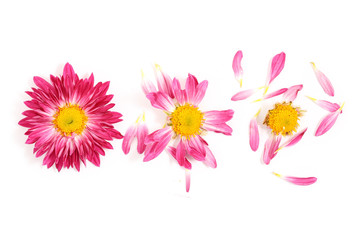 pulling off petals