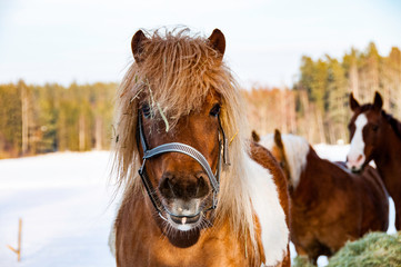 Pferde im Winter - 231854457