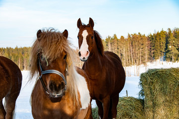 Pferde im Winter - 231854475