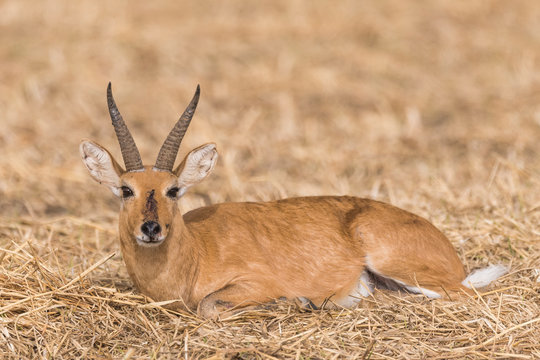 Bohor Reedbuck