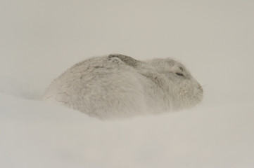 Mountain Hare Snow
