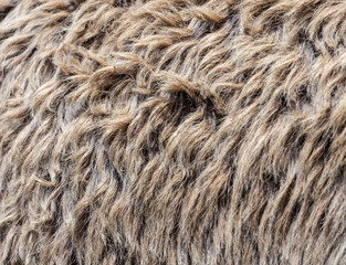 Dirty wool on the skin of an animal