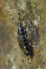 Japón naturaleza escarabajo animal