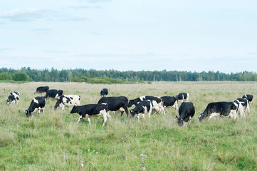 A herd of farm cows graze on the green grass meadows. The concept of breed and production of quality dairy products