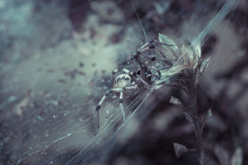 Japón araña telaraña naturaleza animal