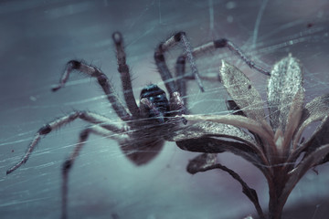 Japón araña telaraña naturaleza animal