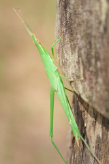 Japón viaje saltamontes insecto verde