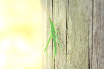 Japón saltamontes insecto verde naturaleza