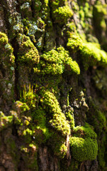 green moss on the stone