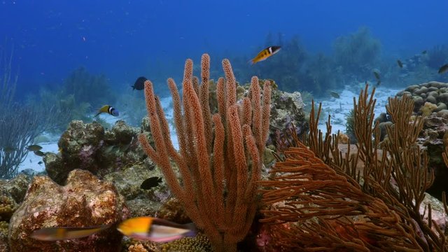 Seascape of coral reef in Caribbean Sea around Curacao at dive site Smokey's  with various coral and sponge