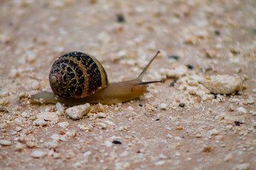 Lumaca