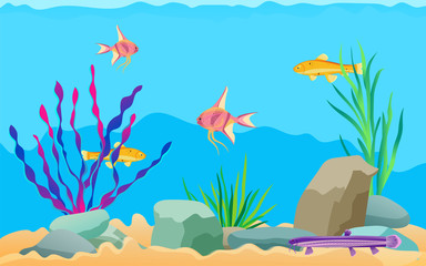 Fototapeta na wymiar Aquarium Fish Swimming Among Stones and Seaweed