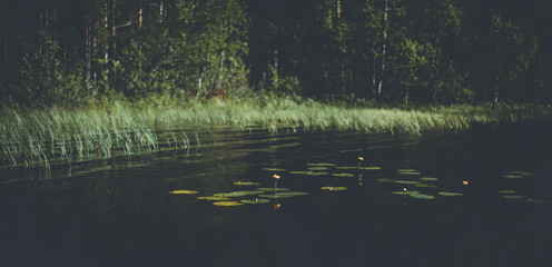 Water lily on a lake in Swedish lapland