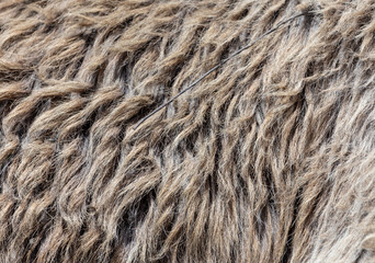 Dirty wool on the skin of an animal
