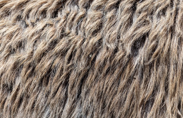 Dirty wool on the skin of an animal