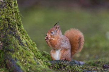 Cute Red Squirrel