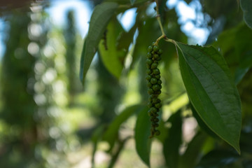 Pepper corn