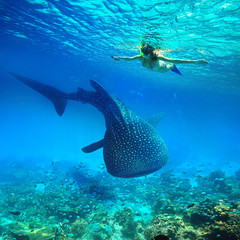 Snorkeling with whale shark.