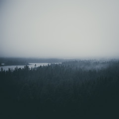 Fog atop the forest in Swedish Lapland