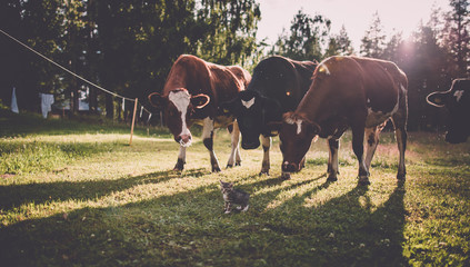 Small kitten in front of three cows in Swedish Lapland