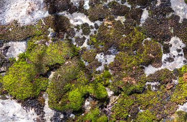 green moss on the stone