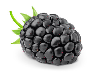 blackberry with fruit stem isolated on a white.