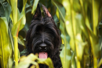 Giant Schnauzer puppy without grooming.