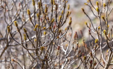 Buds on the branches of trees in spring