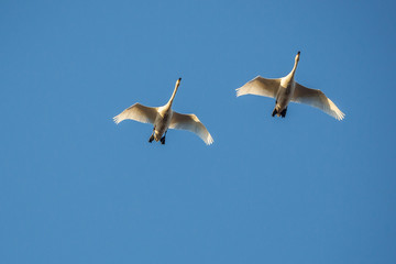 Swans
