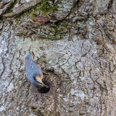 Nuthatch