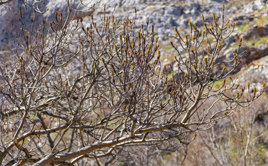 Buds on the branches of trees in spring