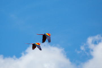 Parrots in the sky