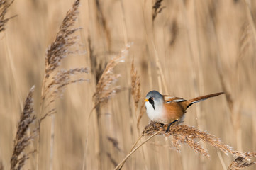 Bearded Tit Reedling