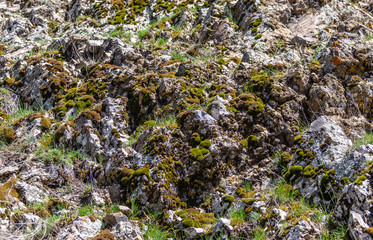 green moss on the stone