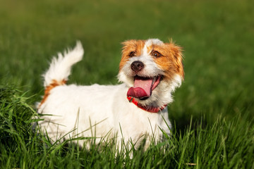 Jack Russell Terrier puppy sitting in the green grass in the sun