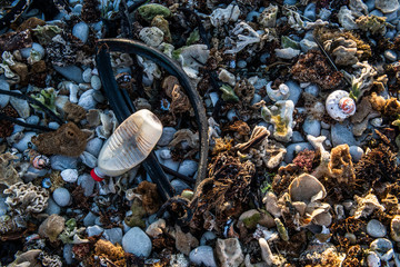 Beach detritus