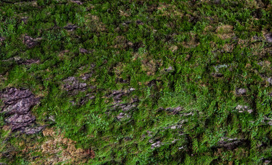 Moss green texture. Moss background. Green moss on grunge texture, background