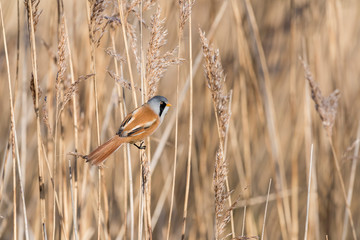 Bearded Tit Reedling