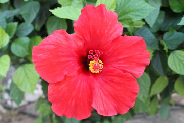 red flower in the garden