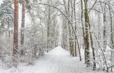 Naklejka premium walk in the snowy woods. snow. winter. coldly.