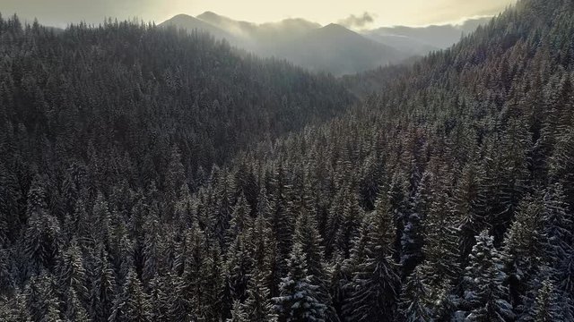 Aerial shot of winter mountains and forest covered with snow. 4K, UHD