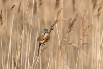 Bearded Tit Reedling
