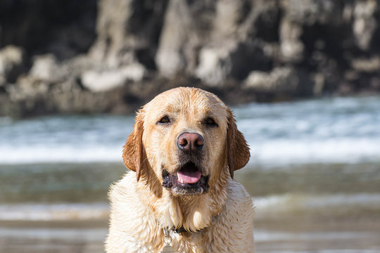 Retrato de un perro Labrador en la playa