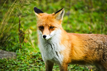 Naklejka na ściany i meble Closeup of a red fox standing on a green meadow