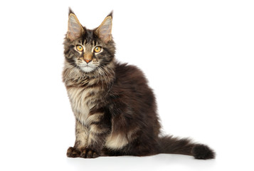 Maine coon kitten on white background